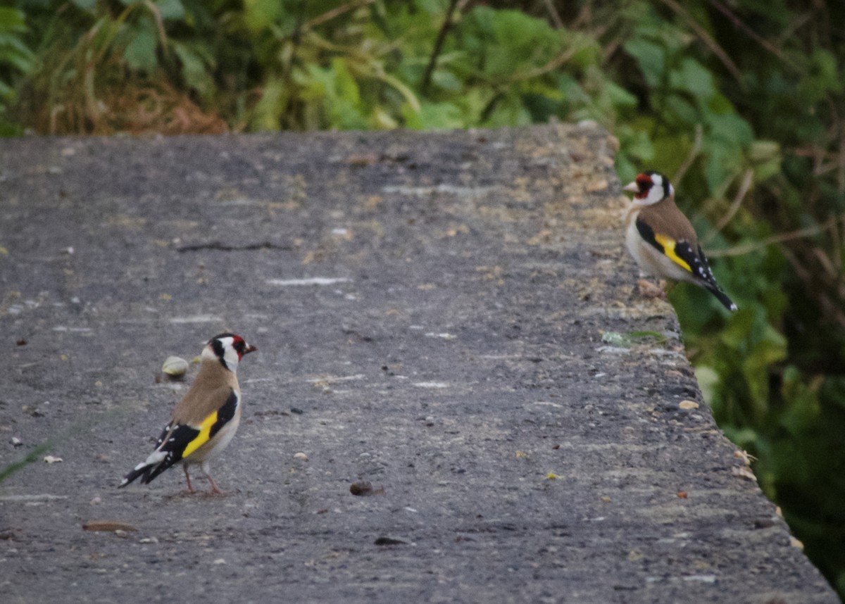 European Goldfinch - Christopher Jarvis