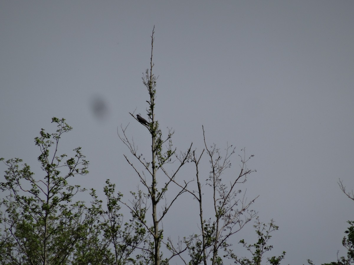 Common Cuckoo - Milan Jagt