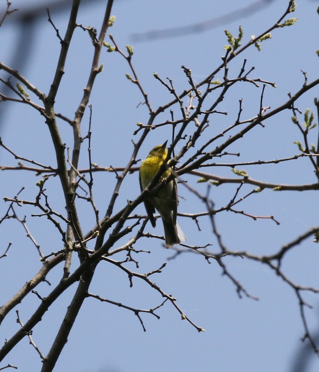 Pine Warbler - Andrew Vallely