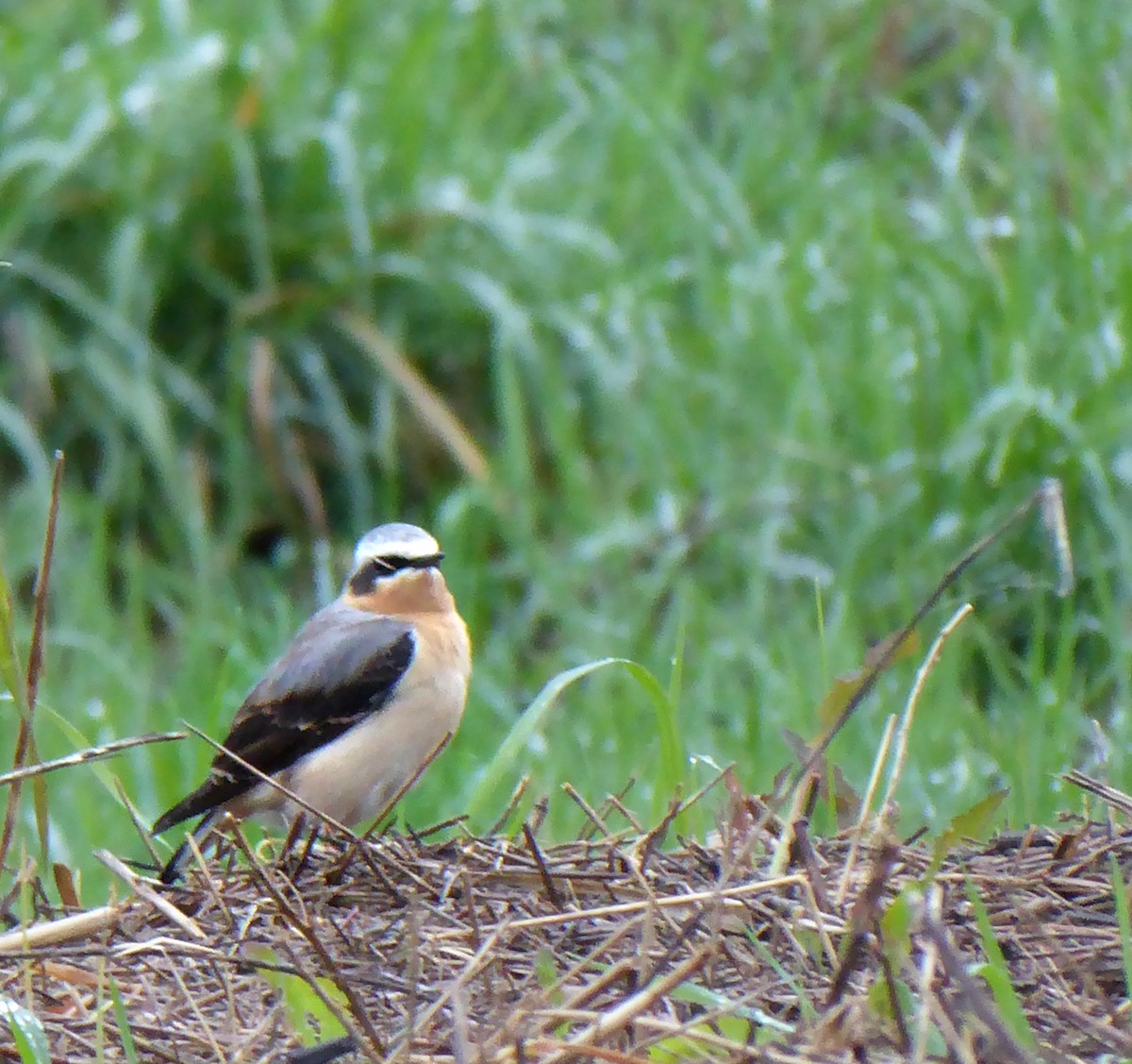 Northern Wheatear - ML618440861