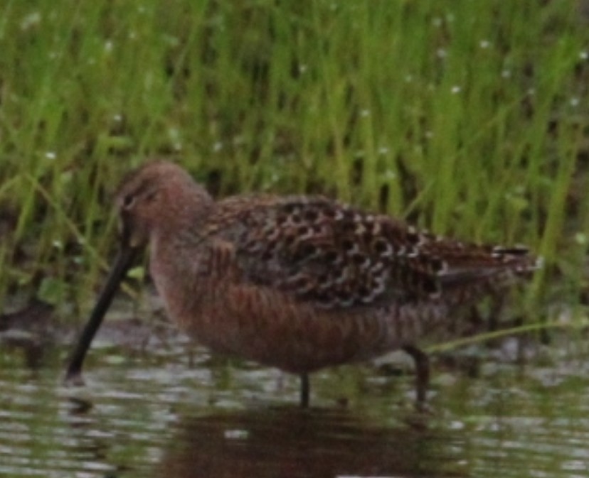 Long-billed Dowitcher - ML618440869