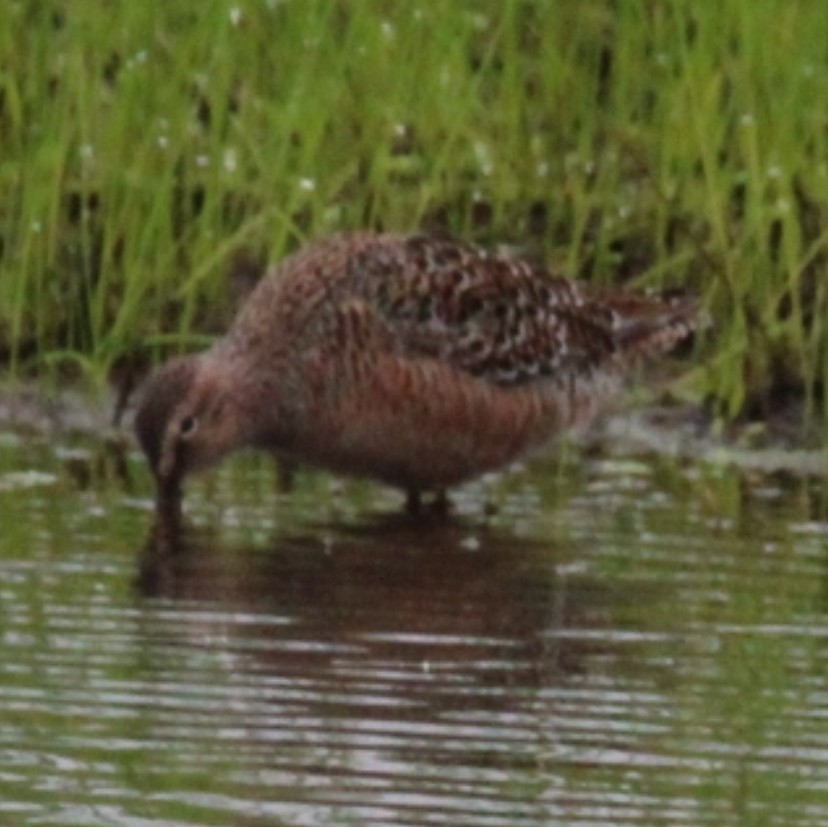 Long-billed Dowitcher - ML618440870