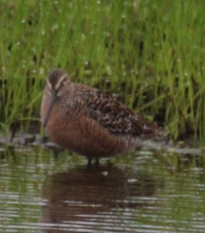 Long-billed Dowitcher - ML618440872