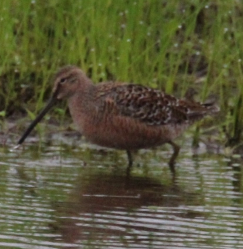 Long-billed Dowitcher - Tony Arnold