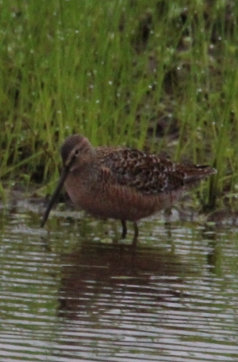 Long-billed Dowitcher - ML618440874