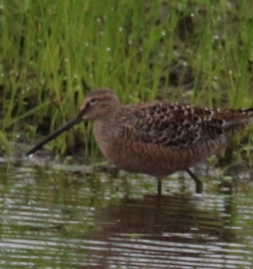 Long-billed Dowitcher - ML618440875