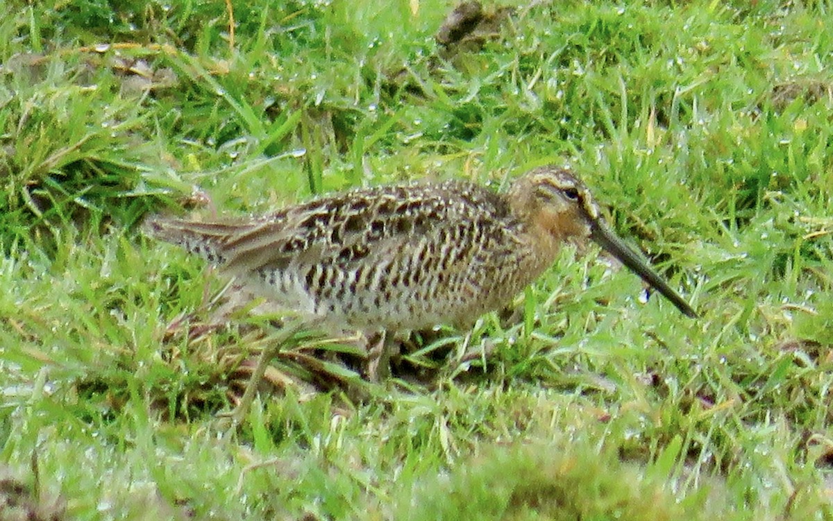 Short-billed Dowitcher - ML618440893