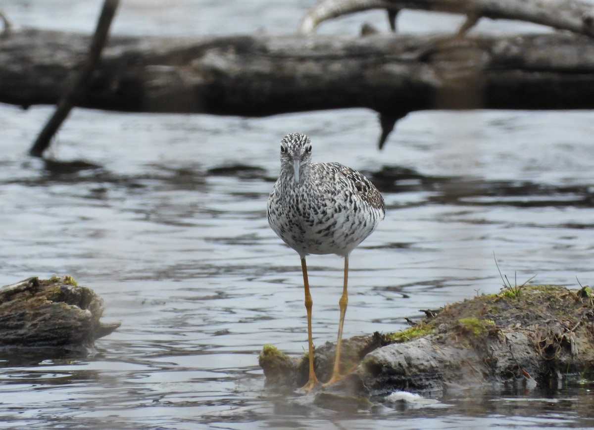 Greater Yellowlegs - ML618440916