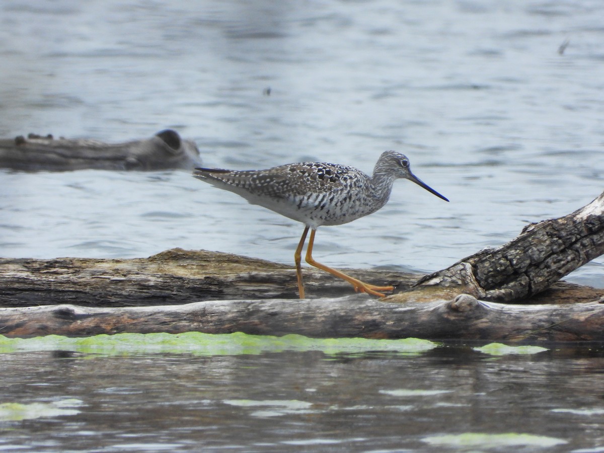 Greater Yellowlegs - ML618440917