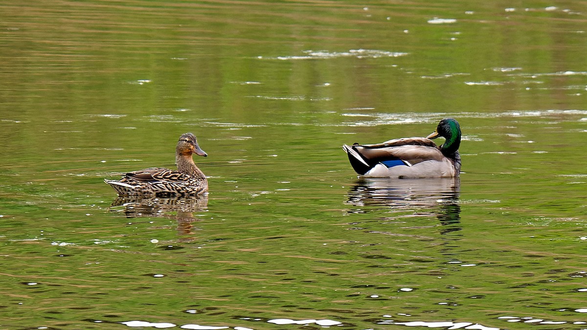 Mallard - Craig Becker