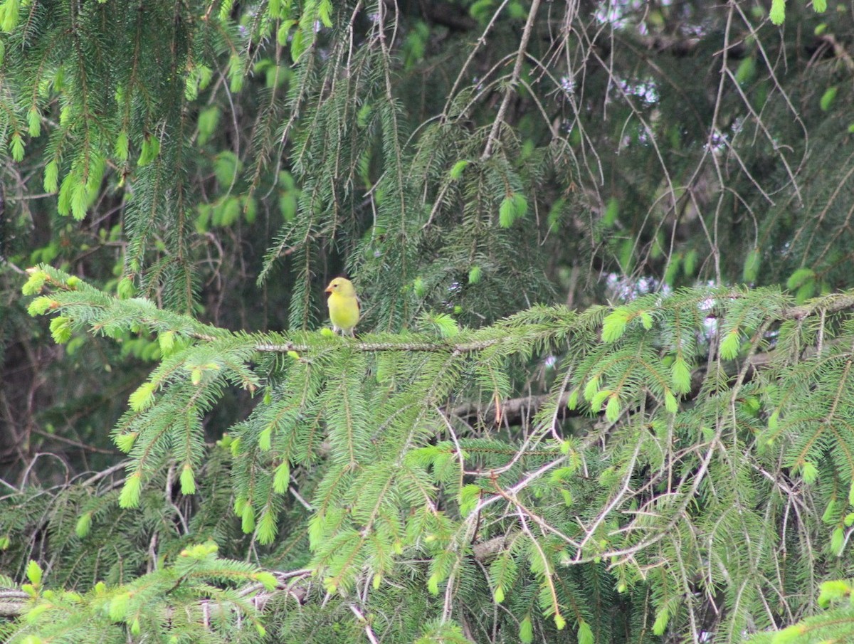 American Goldfinch - ML618440927