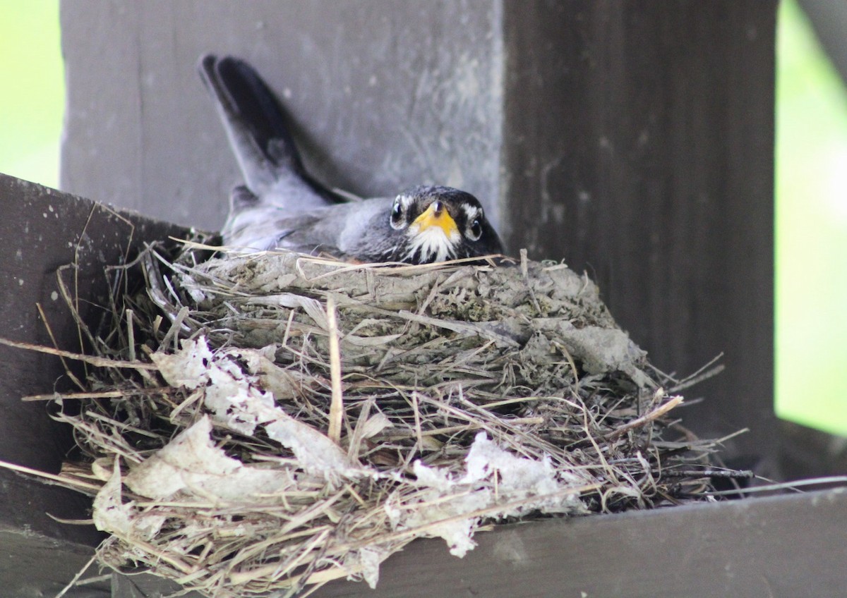 American Robin - ML618440933