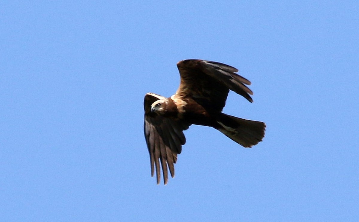 Western Marsh Harrier - ML618440937