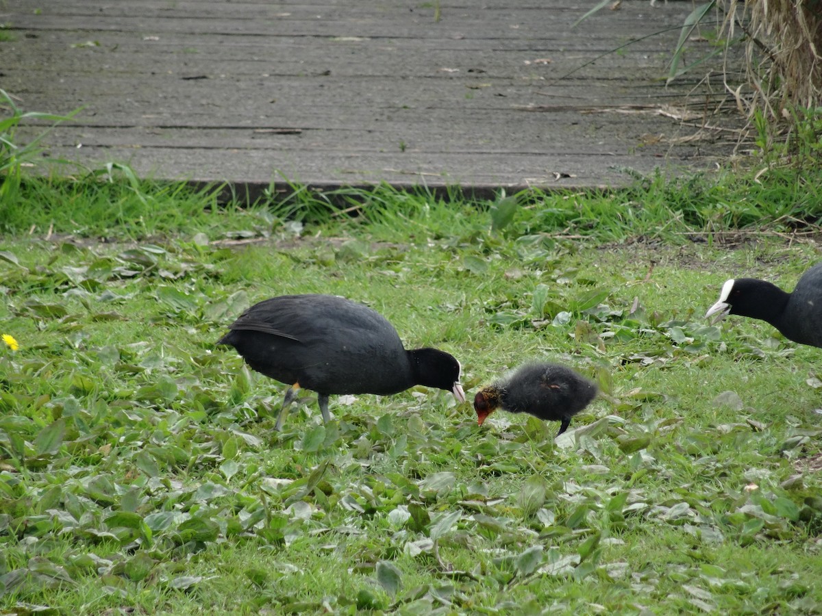 Eurasian Coot - Milan Jagt