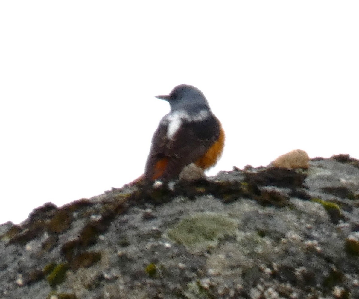 Rufous-tailed Rock-Thrush - ML618441011