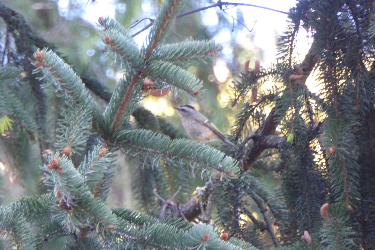 Golden-crowned Kinglet - ML618441020