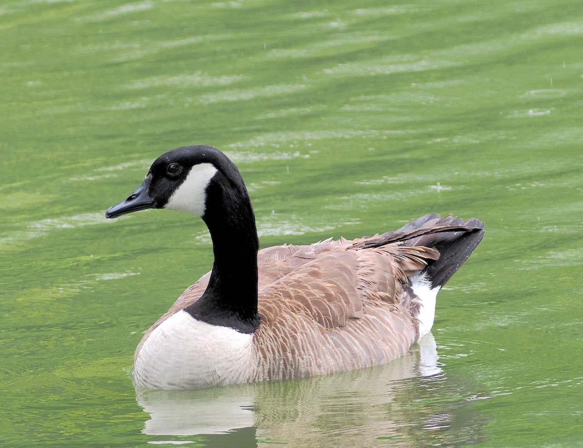 Canada Goose - Alfred Daniel J