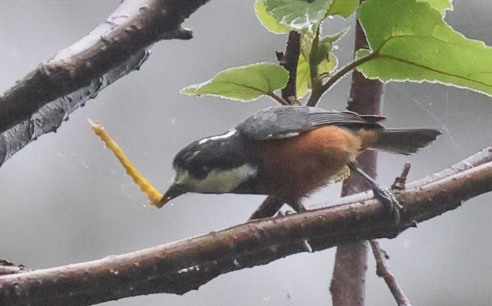 Chestnut-bellied Tit - ML618441048