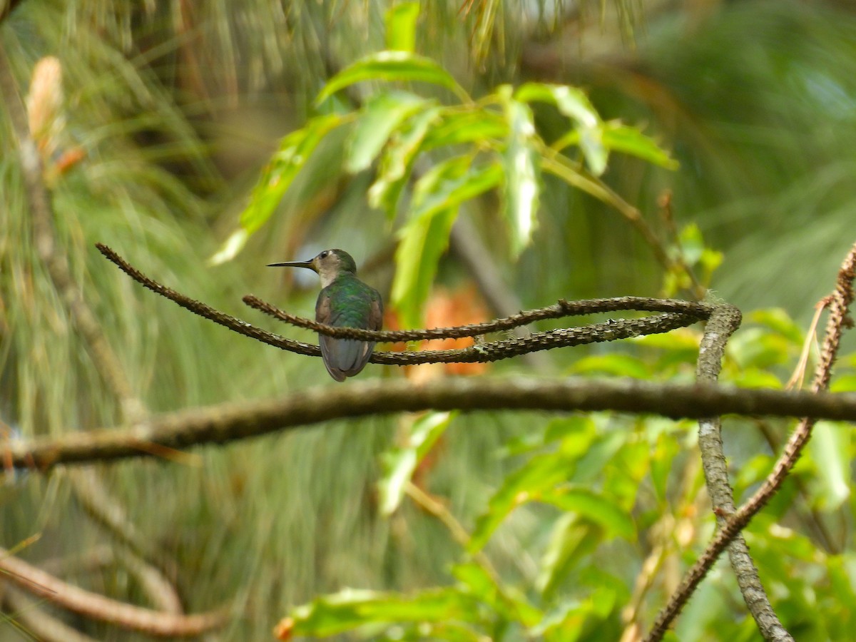 Wedge-tailed Sabrewing - Javier Carrillo