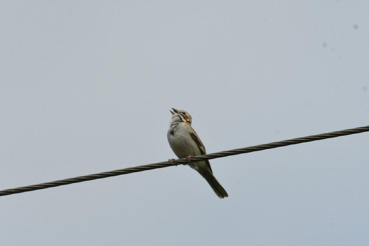 Lark Sparrow - ML618441057