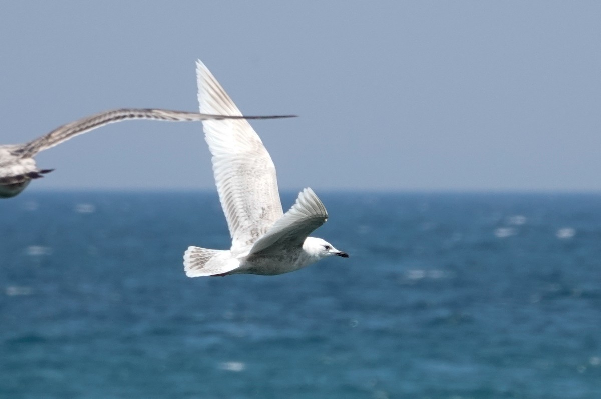 Iceland Gull (kumlieni) - Paul Prior