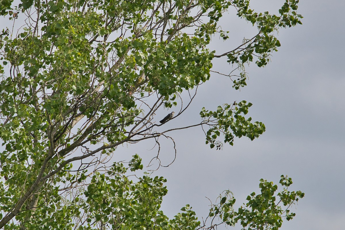Common Cuckoo - Nicola Marchioli