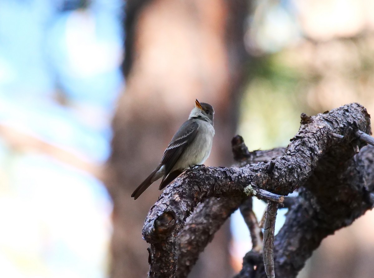 Western Wood-Pewee - ML618441119