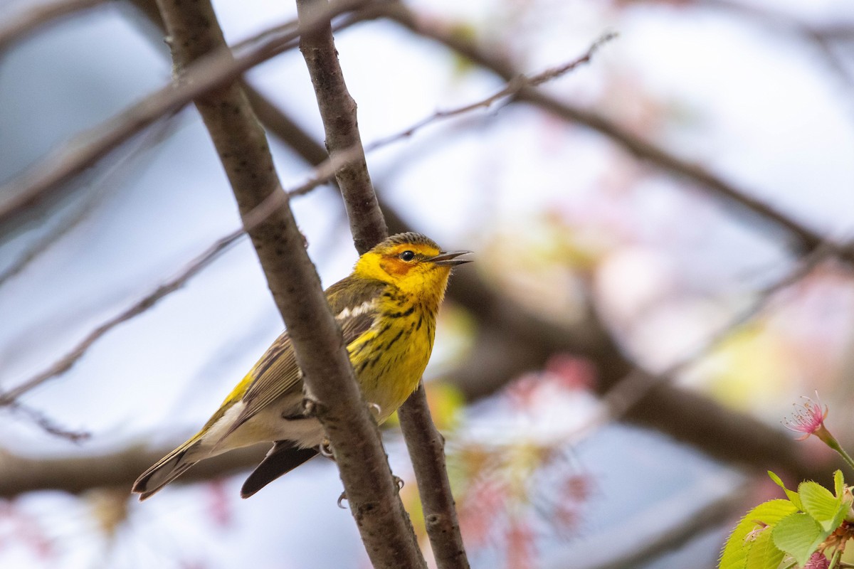 Cape May Warbler - ML618441128