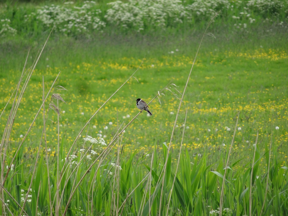 Reed Bunting - ML618441130