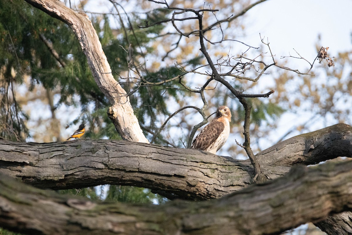 Red-tailed Hawk - ML618441141