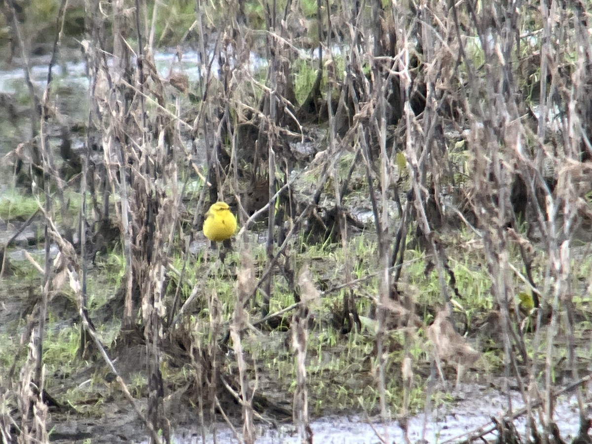 Western Yellow Wagtail (flavissima) - Cian Cardiff