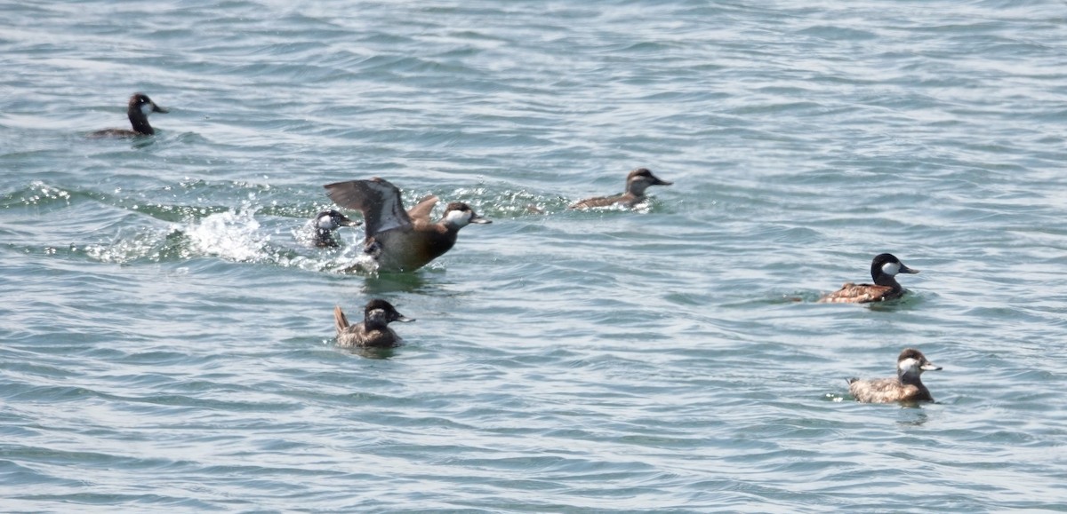 Ruddy Duck - Paul Prior