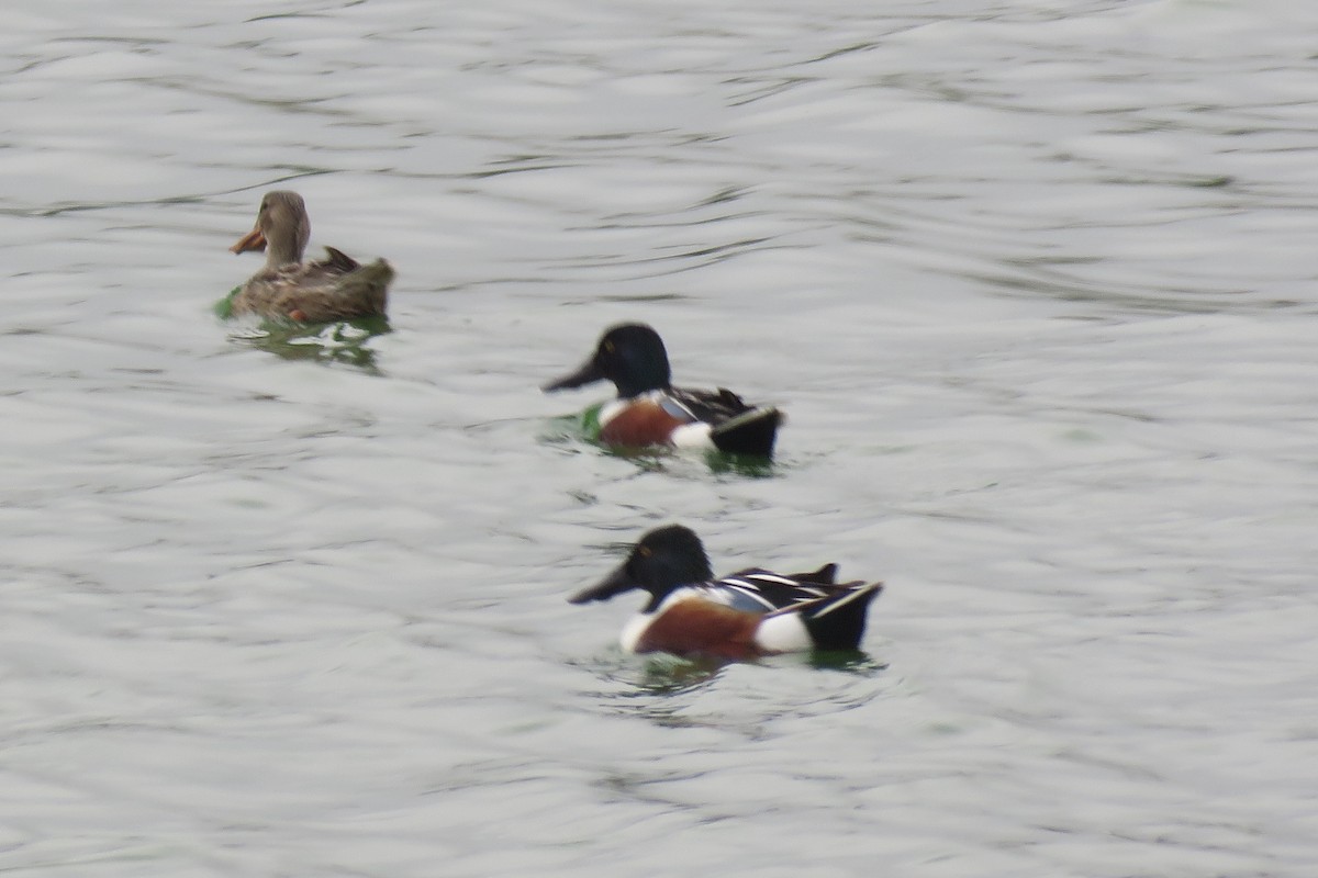 Northern Shoveler - Misty G