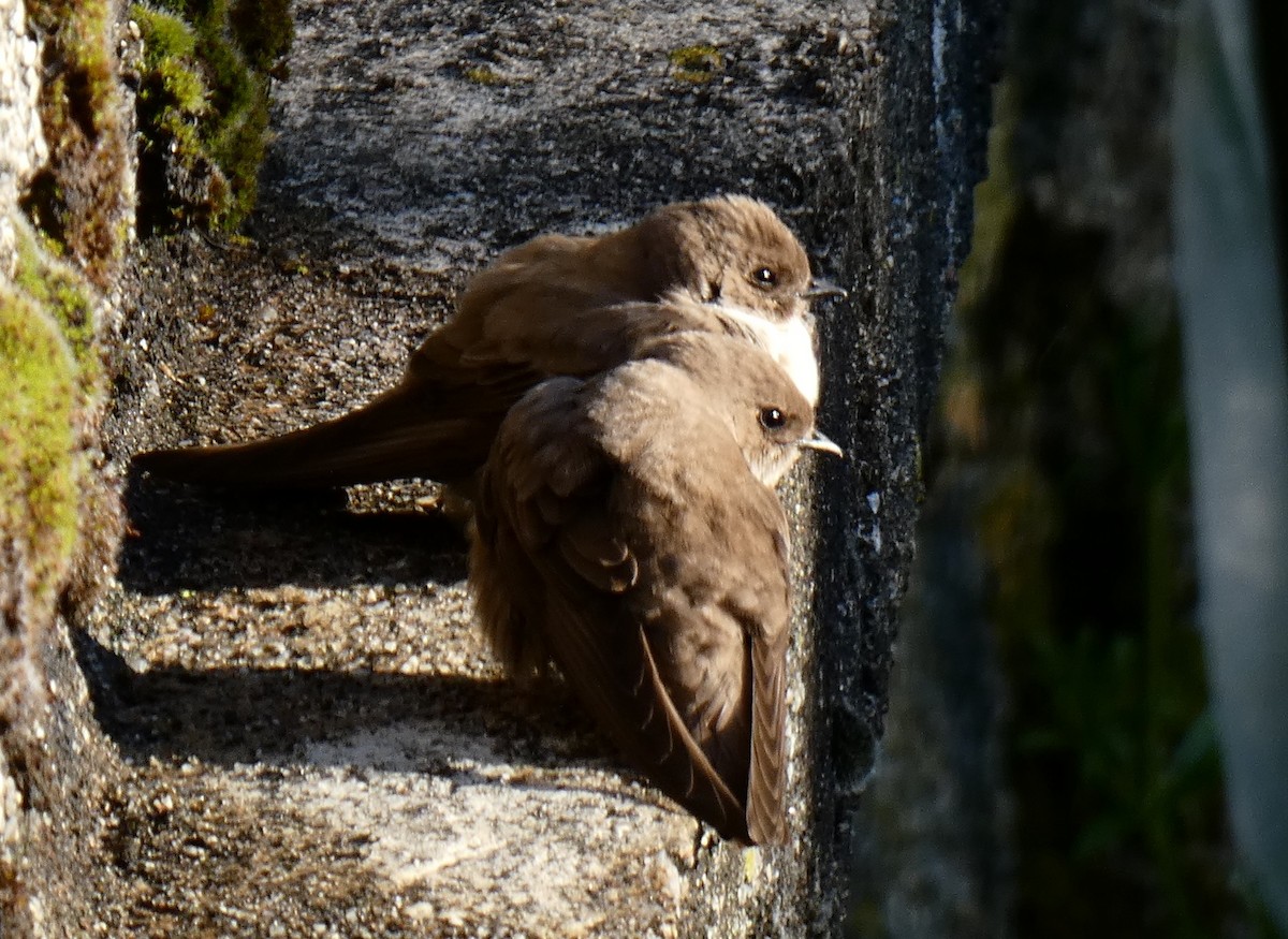 Eurasian Crag-Martin - ML618441164