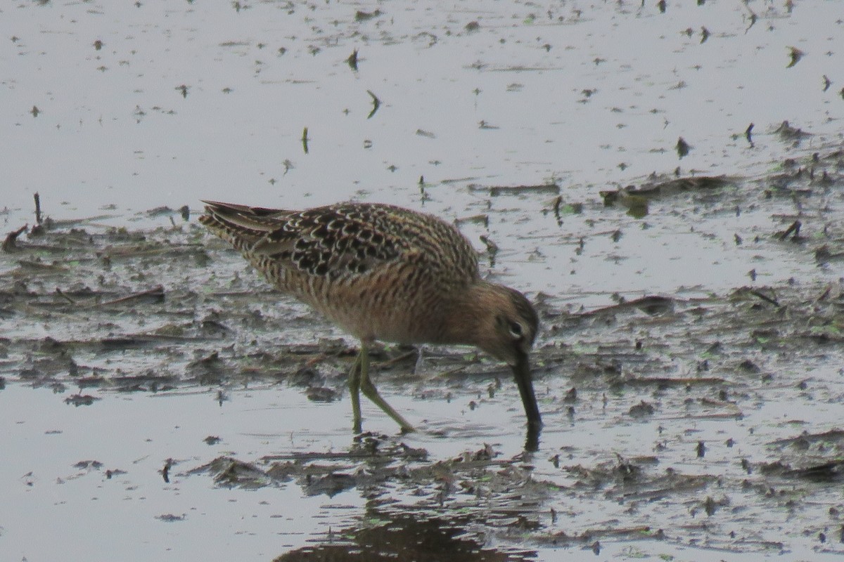 Long-billed Dowitcher - ML618441170