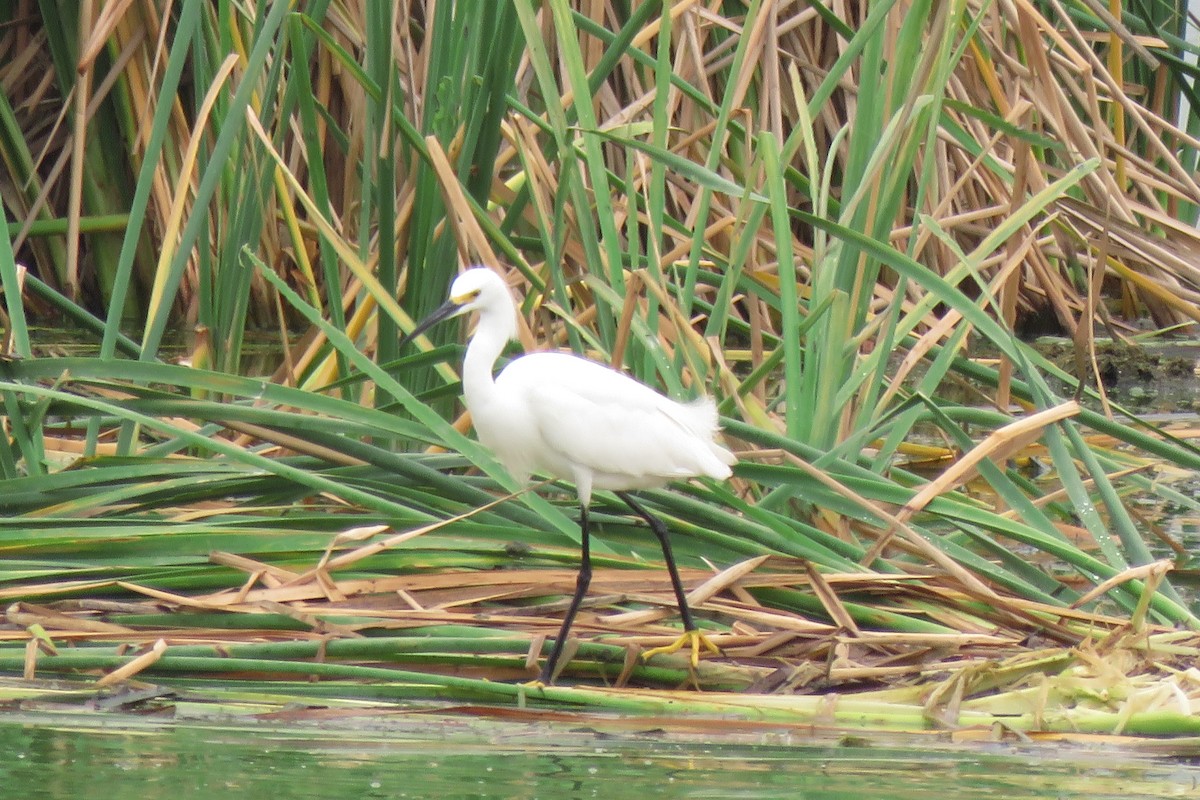 Snowy Egret - Misty G