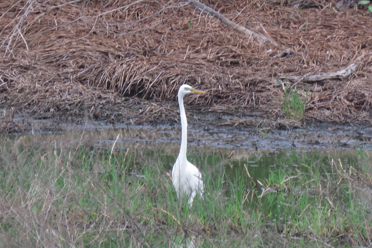 Great Egret - ML618441178