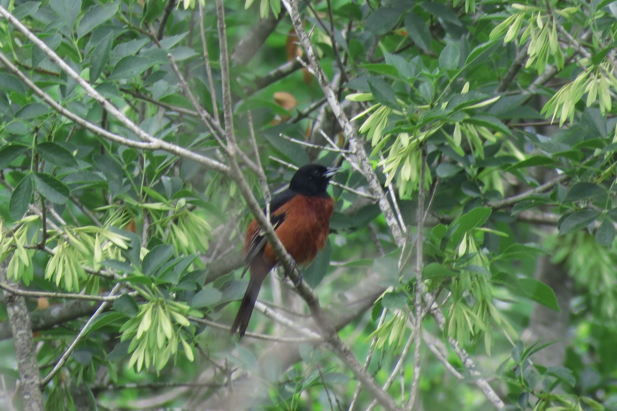 Orchard Oriole - ML618441200