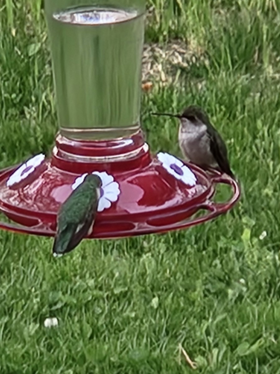 Ruby-throated Hummingbird - Mark  Wittich