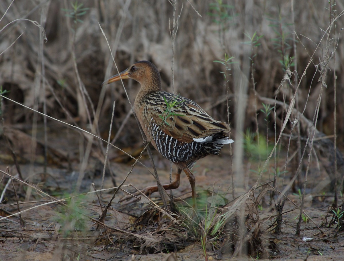 King Rail - ML618441210