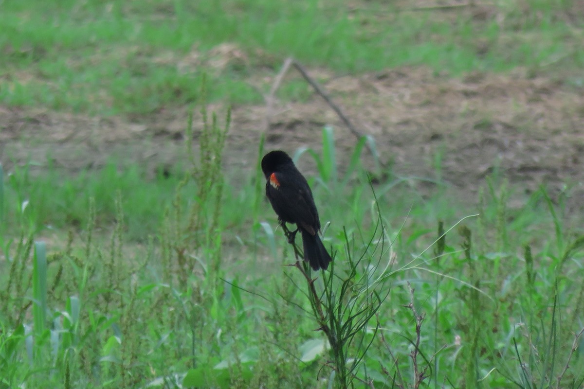Red-winged Blackbird - ML618441212