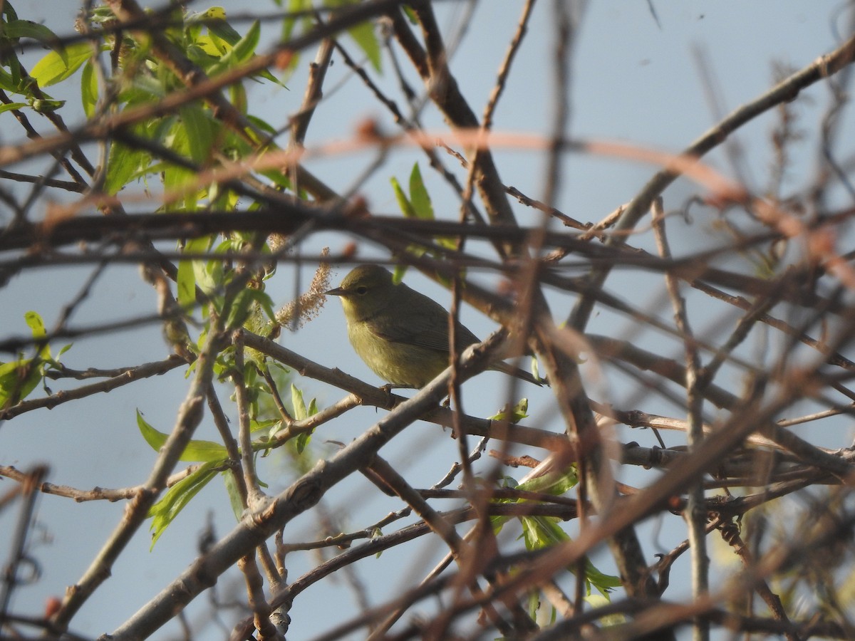 Orange-crowned Warbler - Connor Smith