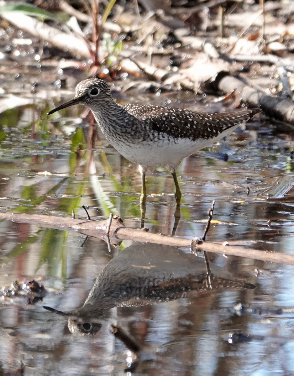 Solitary Sandpiper - ML618441236