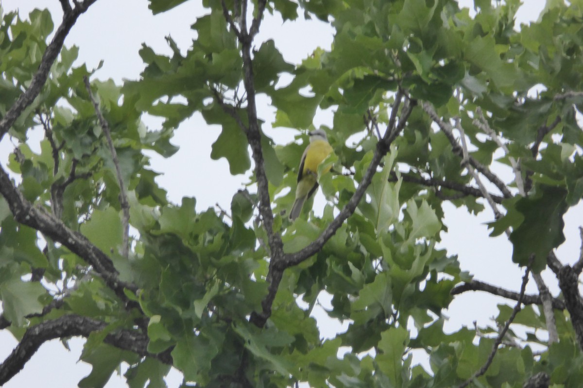 Couch's Kingbird - ML618441238