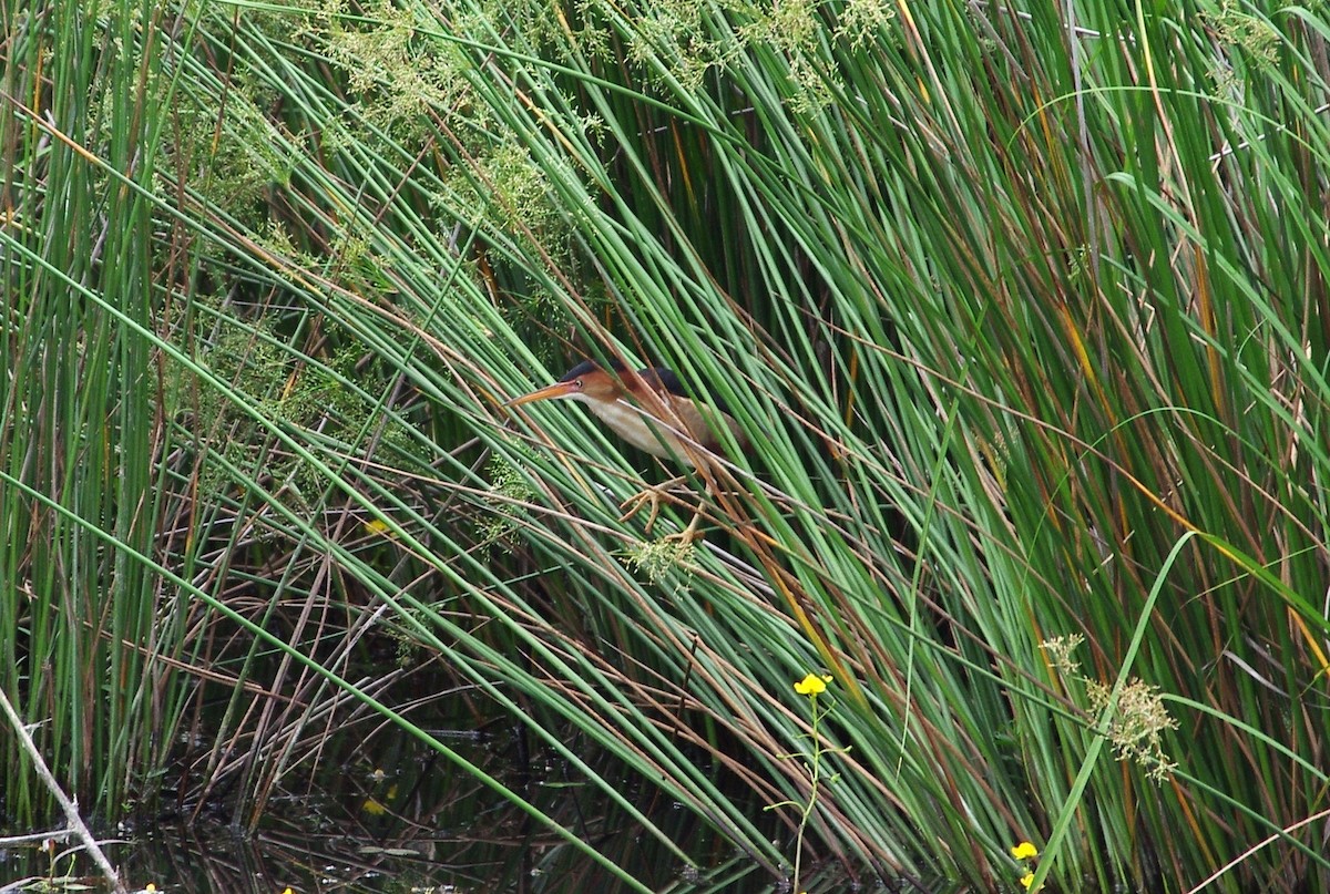 Least Bittern - chuck gehringer