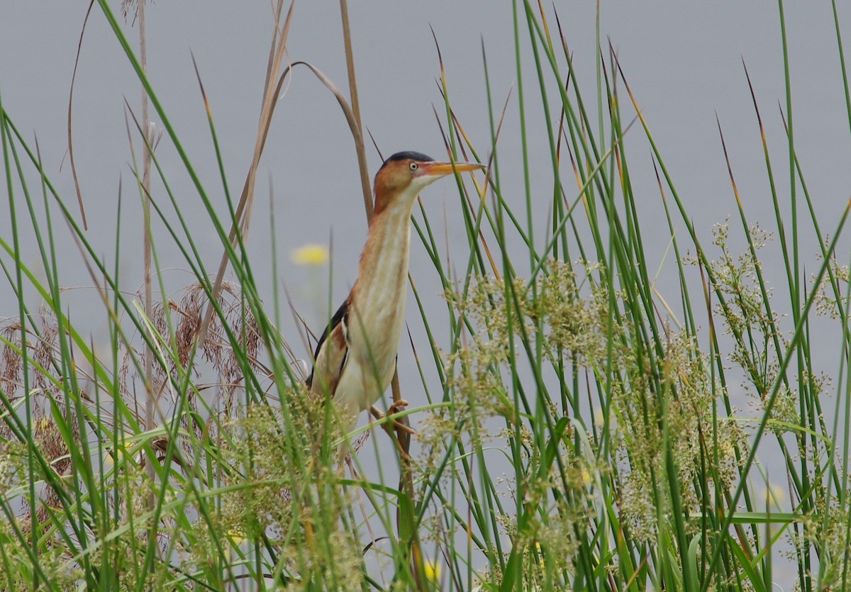 Least Bittern - ML618441270