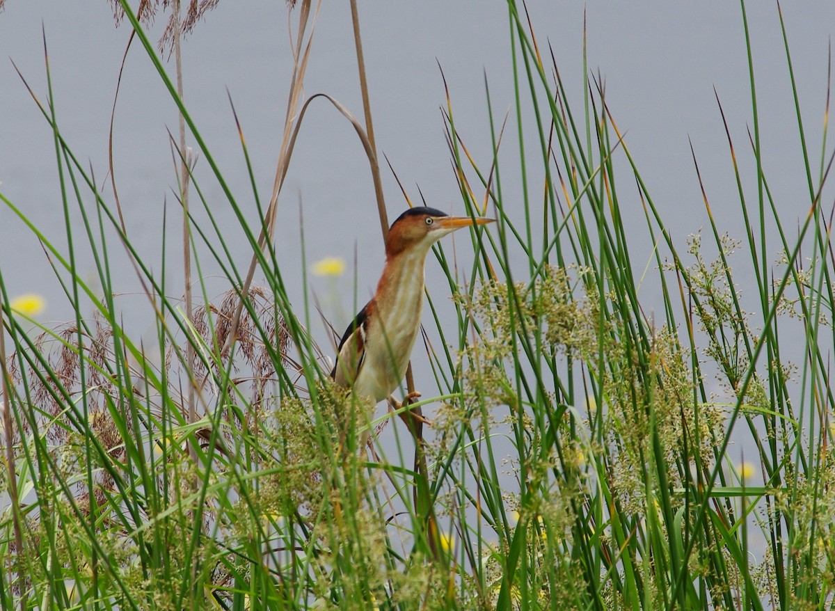 Least Bittern - chuck gehringer