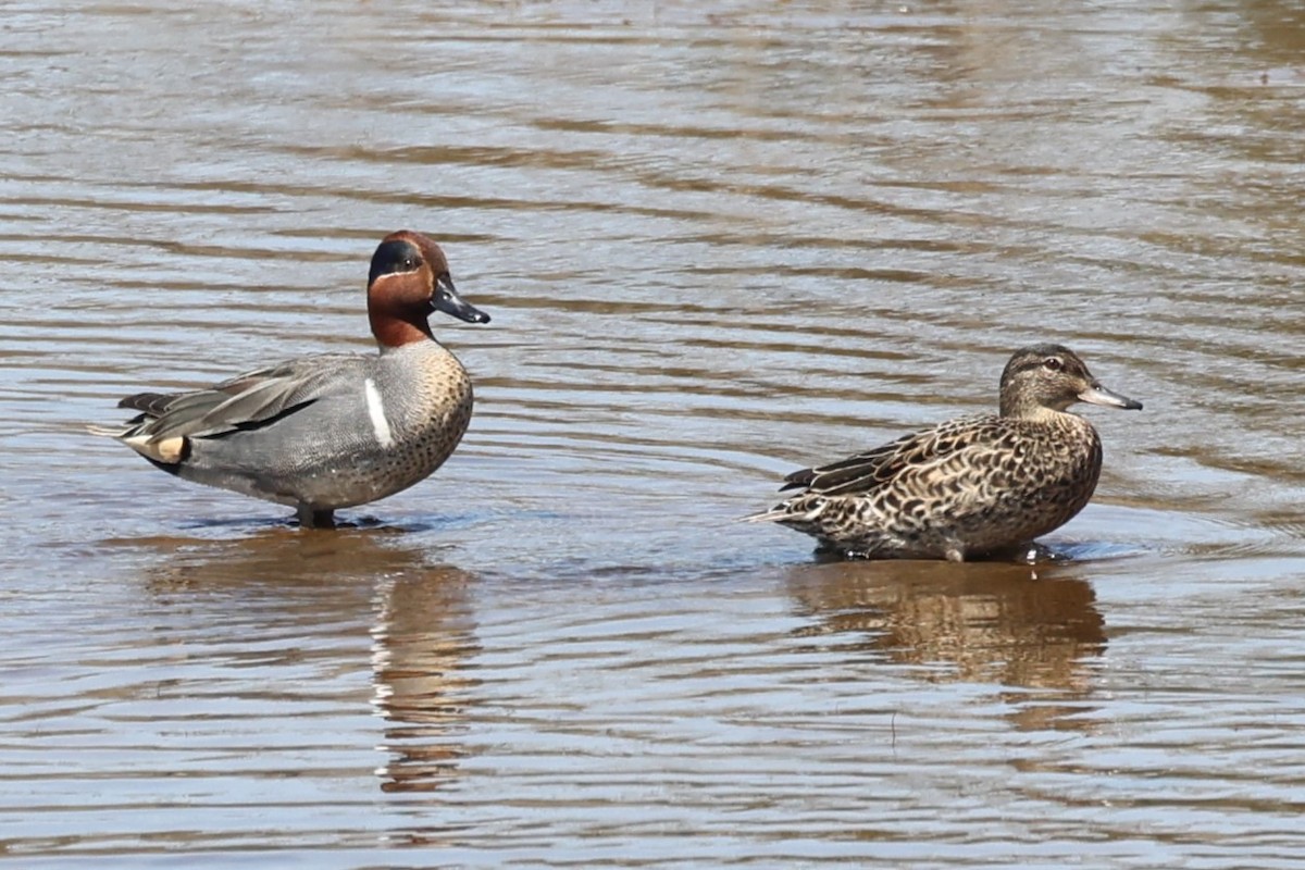 Green-winged Teal - ML618441273