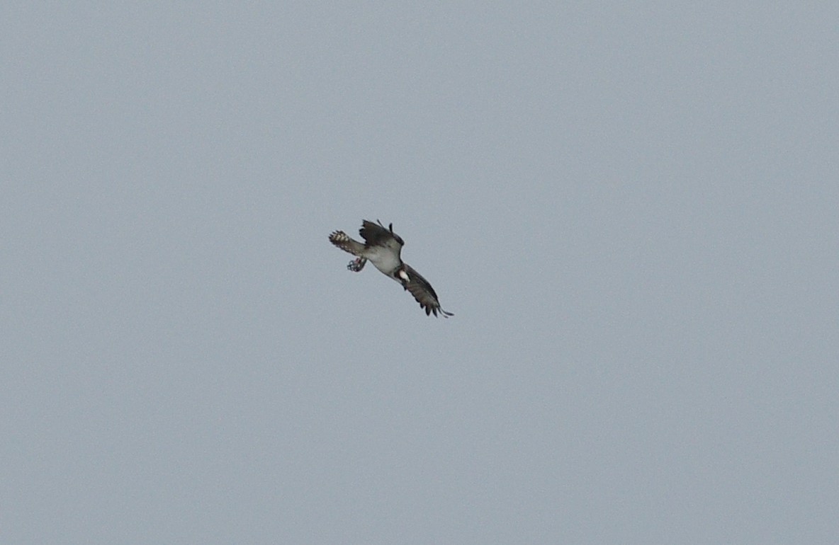 Osprey - chuck gehringer