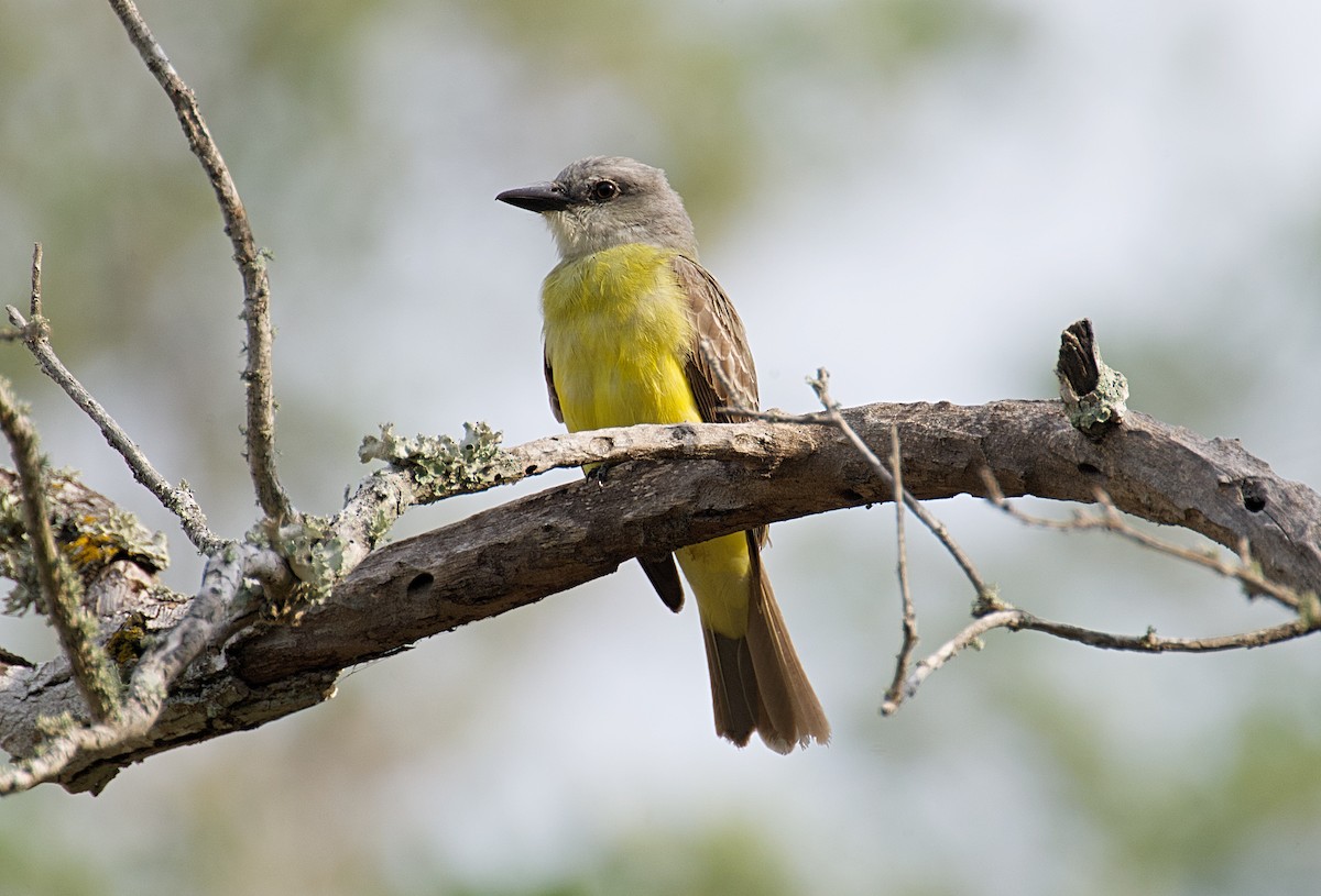 Couch's Kingbird - ML618441306